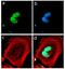 Synuclein Alpha antibody, 701085, Invitrogen Antibodies, Immunofluorescence image 