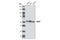WAS antibody, 4271S, Cell Signaling Technology, Western Blot image 