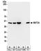 Methionine Adenosyltransferase 2A antibody, NBP2-32283, Novus Biologicals, Western Blot image 