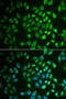 Fumarylacetoacetate Hydrolase antibody, 22-333, ProSci, Immunofluorescence image 