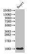 Islet Amyloid Polypeptide antibody, LS-C211399, Lifespan Biosciences, Western Blot image 