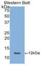 C-X-C Motif Chemokine Ligand 5 antibody, LS-C293780, Lifespan Biosciences, Western Blot image 