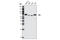 ASPSCR1 Tether For SLC2A4, UBX Domain Containing antibody, 2049S, Cell Signaling Technology, Western Blot image 