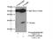 Chromosome X Open Reading Frame 56 antibody, 24021-1-AP, Proteintech Group, Immunoprecipitation image 