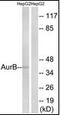 Aurora Kinase B antibody, orb95399, Biorbyt, Western Blot image 