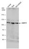 WW Domain Binding Protein 11 antibody, PA5-31241, Invitrogen Antibodies, Western Blot image 