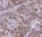 TSP3 antibody, FNab08675, FineTest, Immunohistochemistry frozen image 