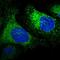 Reticulocalbin 1 antibody, HPA038474, Atlas Antibodies, Immunofluorescence image 