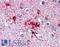 DExD/H-Box Helicase 58 antibody, LS-B3768, Lifespan Biosciences, Immunohistochemistry frozen image 