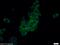 Signal Sequence Receptor Subunit 2 antibody, 10278-1-AP, Proteintech Group, Immunofluorescence image 