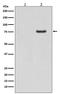 Synapsin I antibody, P03794, Boster Biological Technology, Western Blot image 