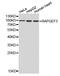 Rap Guanine Nucleotide Exchange Factor 3 antibody, PA5-76094, Invitrogen Antibodies, Western Blot image 