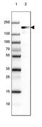 EH Domain Binding Protein 1 antibody, PA5-57281, Invitrogen Antibodies, Western Blot image 