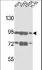 ATP Binding Cassette Subfamily B Member 5 antibody, LS-B3454, Lifespan Biosciences, Western Blot image 