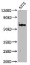 Keratin 6A antibody, LS-B13811, Lifespan Biosciences, Western Blot image 