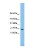 TAFA Chemokine Like Family Member 4 antibody, NBP1-59651, Novus Biologicals, Western Blot image 