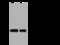 Family With Sequence Similarity 3 Member C antibody, 203107-T46, Sino Biological, Western Blot image 