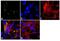 Claudin 7 antibody, 37-4800, Invitrogen Antibodies, Immunofluorescence image 