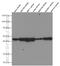 Cell Division Cycle 37 antibody, 66420-1-Ig, Proteintech Group, Western Blot image 
