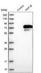 HNF1 Homeobox B antibody, PA5-51682, Invitrogen Antibodies, Western Blot image 