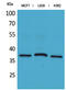 CD79b Molecule antibody, STJ96620, St John