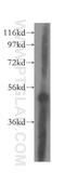 Thioredoxin Reductase 2 antibody, 16360-1-AP, Proteintech Group, Western Blot image 