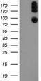 Prolyl 3-Hydroxylase 1 antibody, LS-C174137, Lifespan Biosciences, Western Blot image 