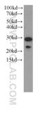 Progesterone Receptor Membrane Component 2 antibody, 60249-1-Ig, Proteintech Group, Western Blot image 