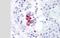 TANK Binding Kinase 1 antibody, NBP2-33243, Novus Biologicals, Immunohistochemistry paraffin image 