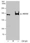 Rho Associated Coiled-Coil Containing Protein Kinase 2 antibody, PA5-78291, Invitrogen Antibodies, Immunoprecipitation image 