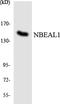 Neurobeachin Like 1 antibody, LS-C200252, Lifespan Biosciences, Western Blot image 