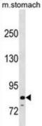 Peptidyl Arginine Deiminase 6 antibody, abx030230, Abbexa, Western Blot image 