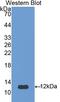 Vaspin antibody, LS-C722151, Lifespan Biosciences, Western Blot image 