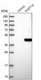 Nudix Hydrolase 18 antibody, PA5-55906, Invitrogen Antibodies, Western Blot image 