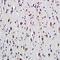 ATPase Na+/K+ Transporting Subunit Alpha 1 antibody, orb5747, Biorbyt, Immunohistochemistry paraffin image 