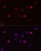 Defensin Beta 4B antibody, 16-600, ProSci, Immunofluorescence image 