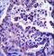 ADP Ribosylation Factor Like GTPase 8A antibody, LS-C156497, Lifespan Biosciences, Immunohistochemistry frozen image 