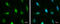ATM Serine/Threonine Kinase antibody, GTX70107, GeneTex, Immunofluorescence image 