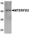 Mitochondrial Transcription Termination Factor 4 antibody, PA5-34531, Invitrogen Antibodies, Western Blot image 