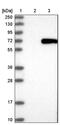 Ariadne RBR E3 Ubiquitin Protein Ligase 1 antibody, PA5-51885, Invitrogen Antibodies, Western Blot image 