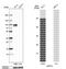 G1 To S Phase Transition 2 antibody, NBP1-91971, Novus Biologicals, Western Blot image 