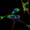 Protein disulfide-isomerase A2 antibody, NB100-1921, Novus Biologicals, Immunofluorescence image 