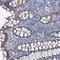Core-Binding Factor Subunit Beta antibody, HPA038852, Atlas Antibodies, Immunohistochemistry frozen image 