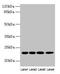 Chromobox 5 antibody, LS-C369373, Lifespan Biosciences, Western Blot image 