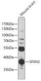 Sideroflexin 2 antibody, 18-116, ProSci, Western Blot image 