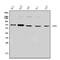 SAM And HD Domain Containing Deoxynucleoside Triphosphate Triphosphohydrolase 1 antibody, A00592-4, Boster Biological Technology, Western Blot image 
