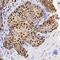 Activating Transcription Factor 6 antibody, NBP2-76329, Novus Biologicals, Immunohistochemistry frozen image 