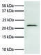 Diablo IAP-Binding Mitochondrial Protein antibody, 99-765, ProSci, Western Blot image 