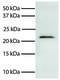 Diablo homolog, mitochondrial antibody, 99-765, ProSci, Western Blot image 