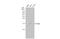 AIF1 antibody, GTX635399, GeneTex, Western Blot image 